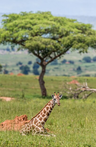 Tours and Travel Companies In Nairobi Kenya