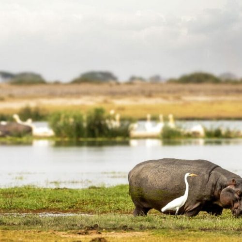 3-DAYS-AMBOSELI-HOME-OF-THE-AFRICAN-ELEPHANT-KENYA-SAFARI