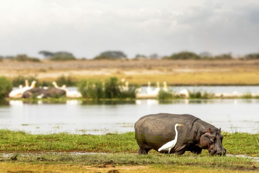 3-DAYS-AMBOSELI-HOME-OF-THE-AFRICAN-ELEPHANT-KENYA-SAFARI