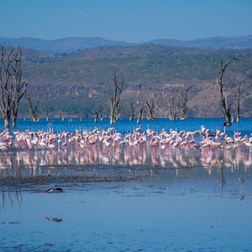 Lake Nakuru Safari Kenya