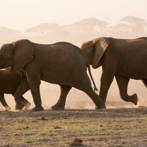 amboseli safari kenya elephants