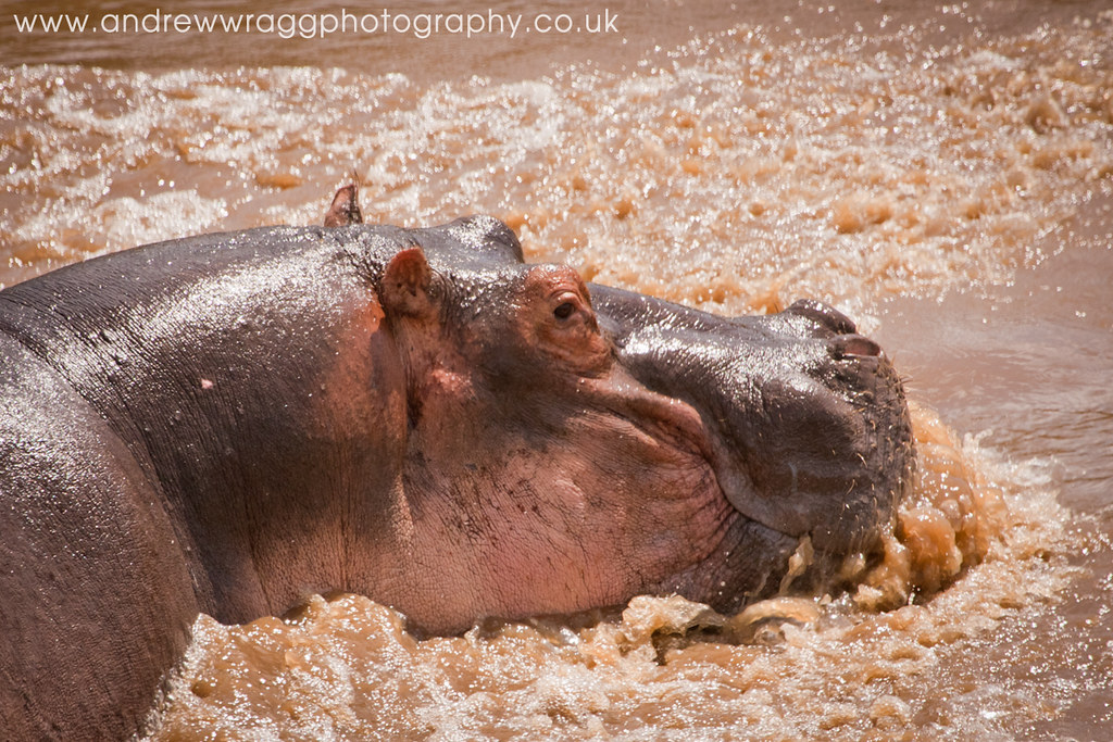 lake naivasha hippos