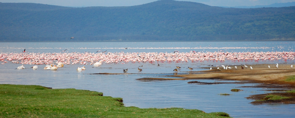 lake nakuru