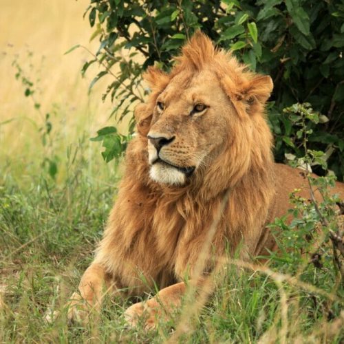 male-lion-kenya