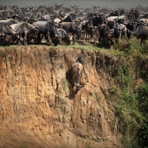 masai mara wildebeest migration