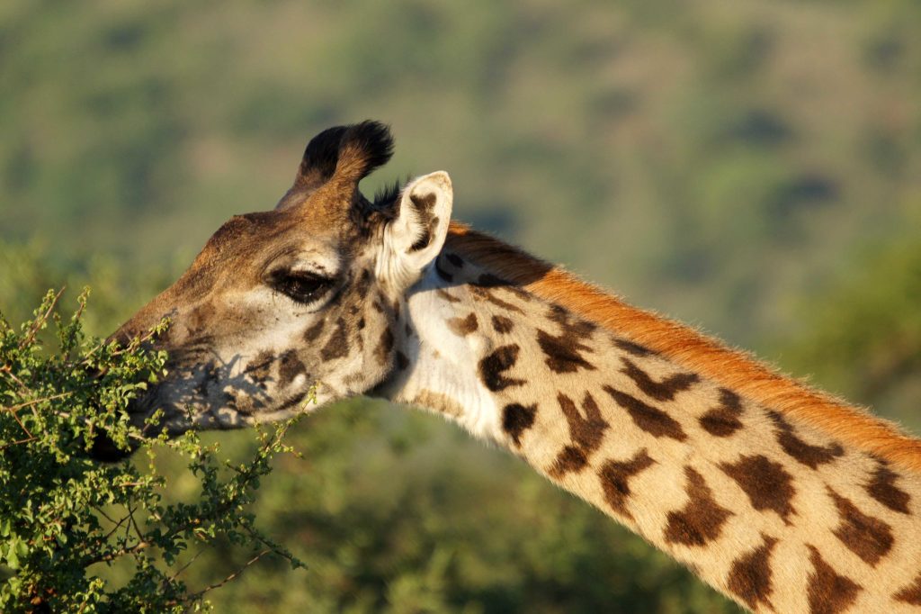 nairobi national park