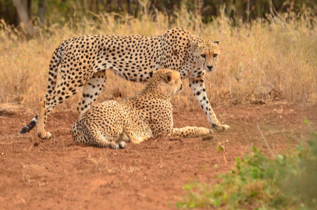 safari cheetahs