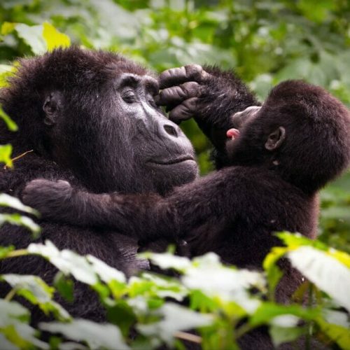 uganda gorilla trekking safari package