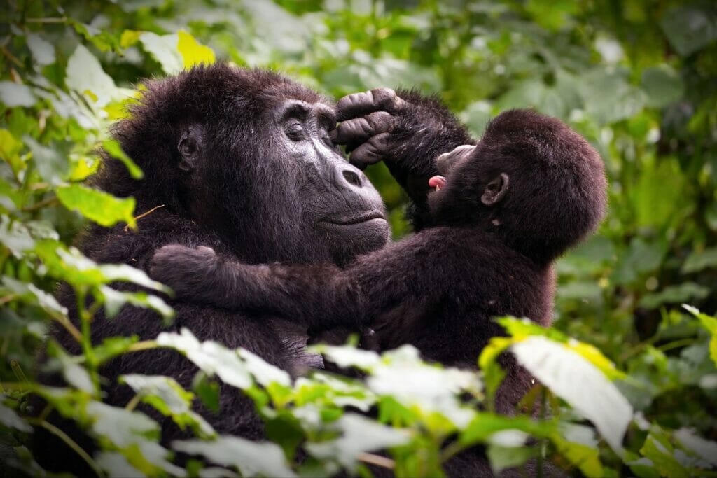 uganda gorilla trekking safari package