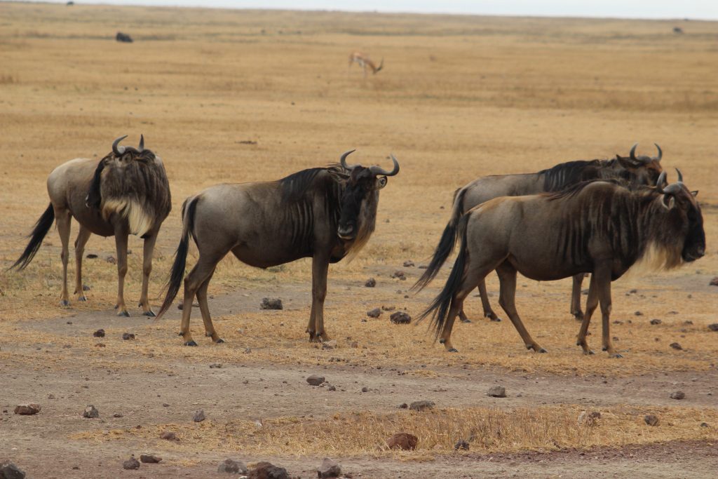 wildebeest migration safaris