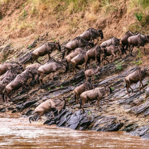 wildebeests-Maasai-Mara